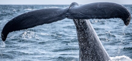 SE "I PESCI" RIUSCISSERO A PARLARE